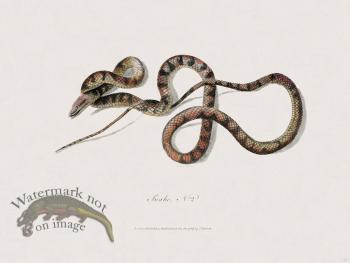 44 New Holland Caffowary